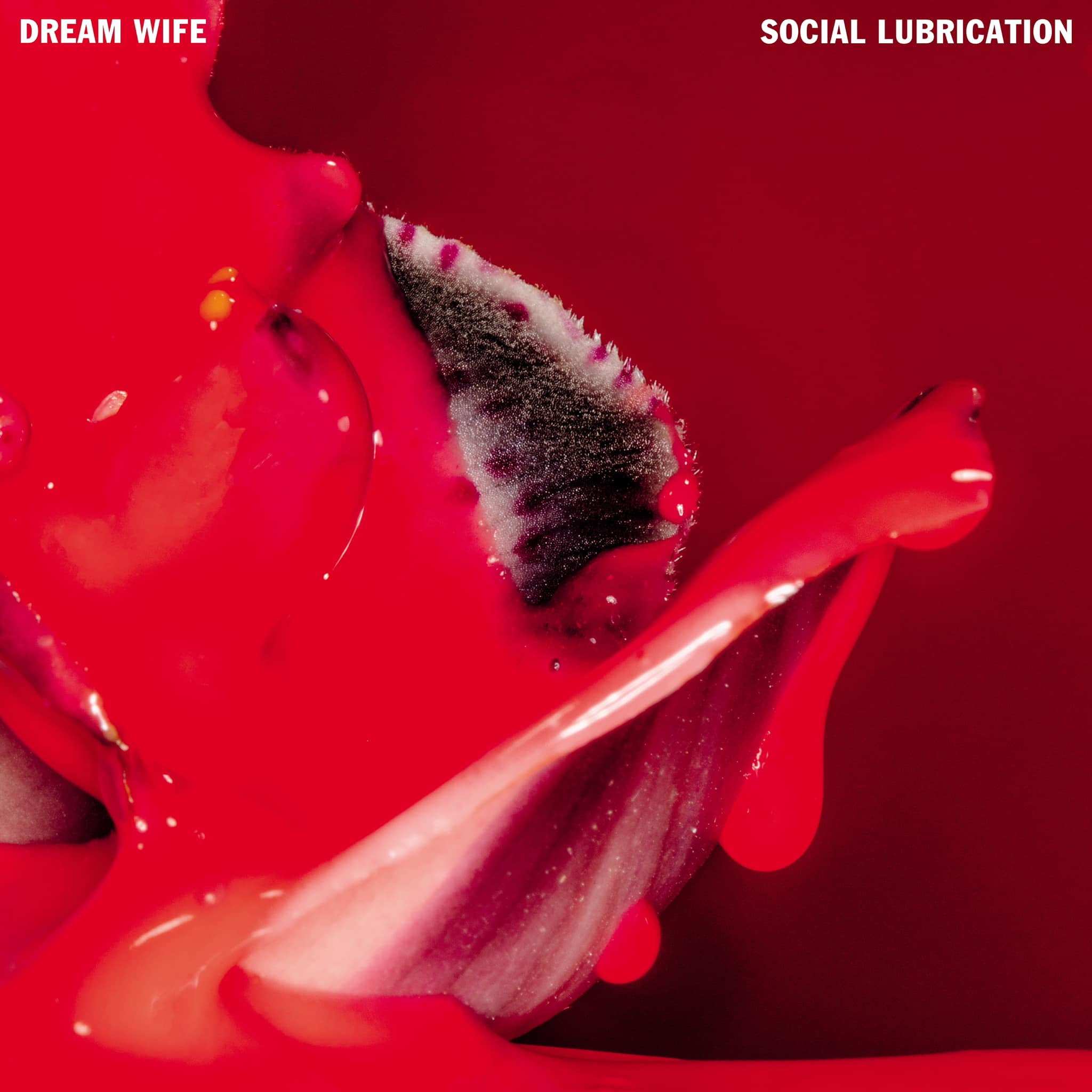 Record Of The Month! Dream Wife – Social Lubrication
